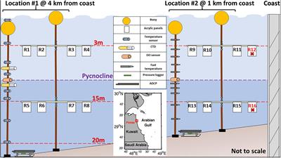 Development and Diversity of Bacterial Biofilms in Response to Internal Tides, a Case Study off the Coast of Kuwait